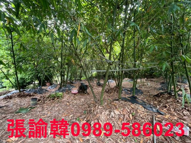 南投草屯山坡地-10