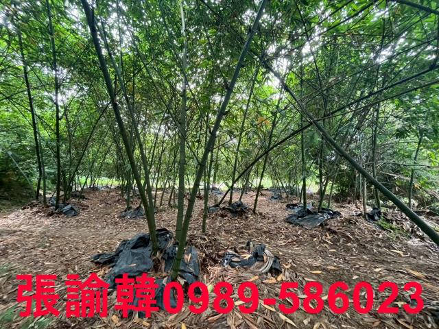 南投草屯山坡地-6